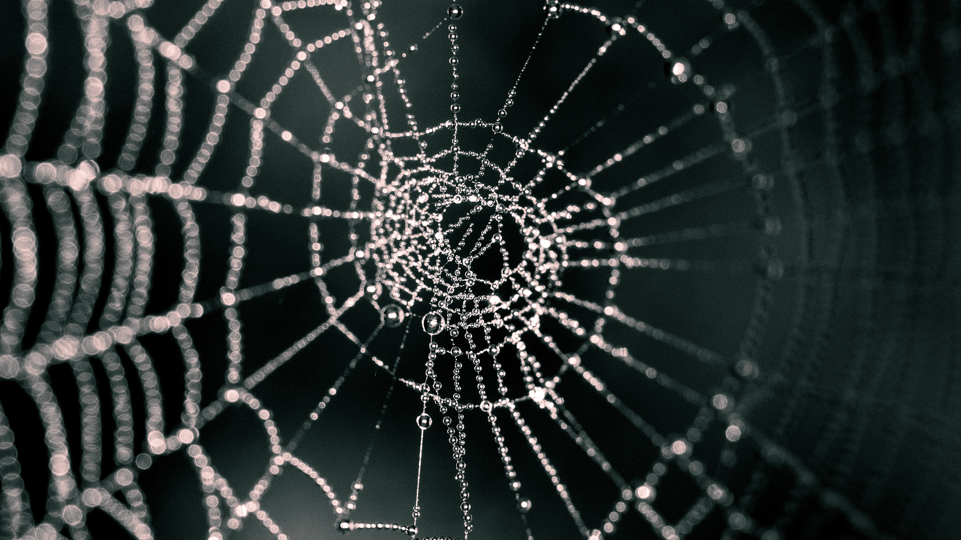 A spiderweb covered in dew