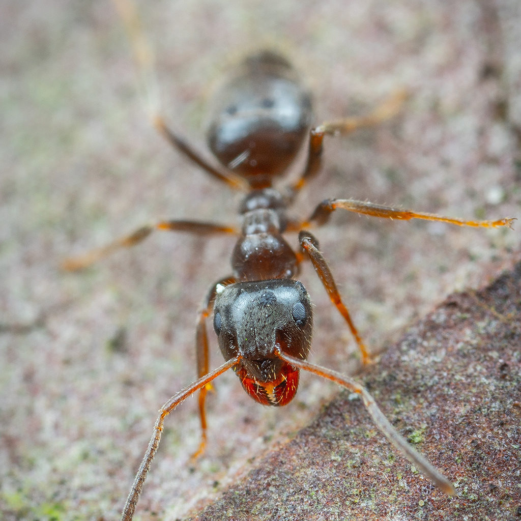 Ant-pest