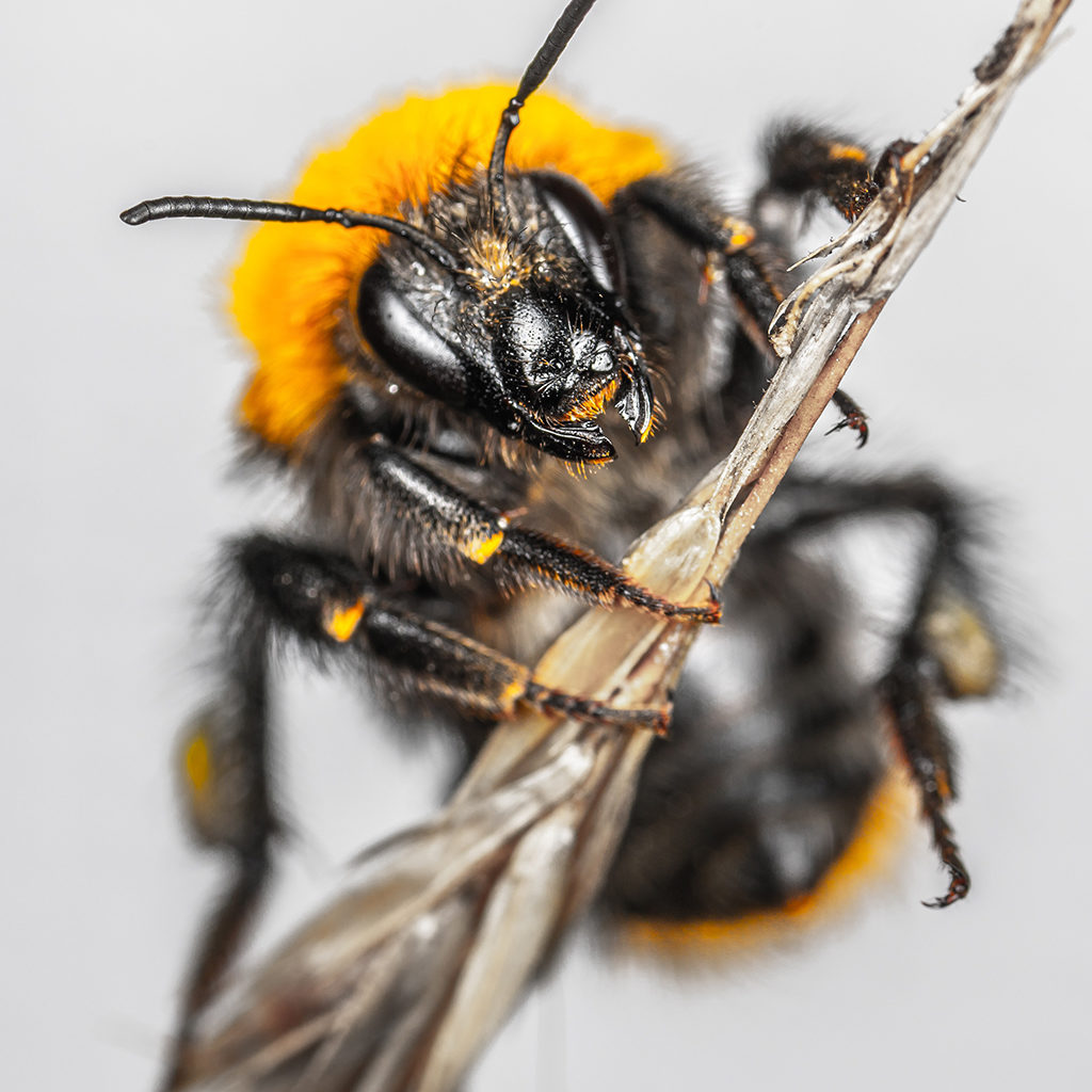 Bee-pest