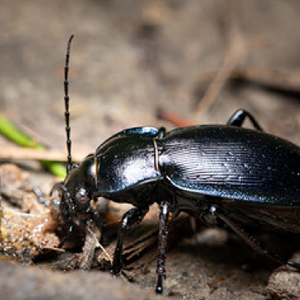 Beetle-pest