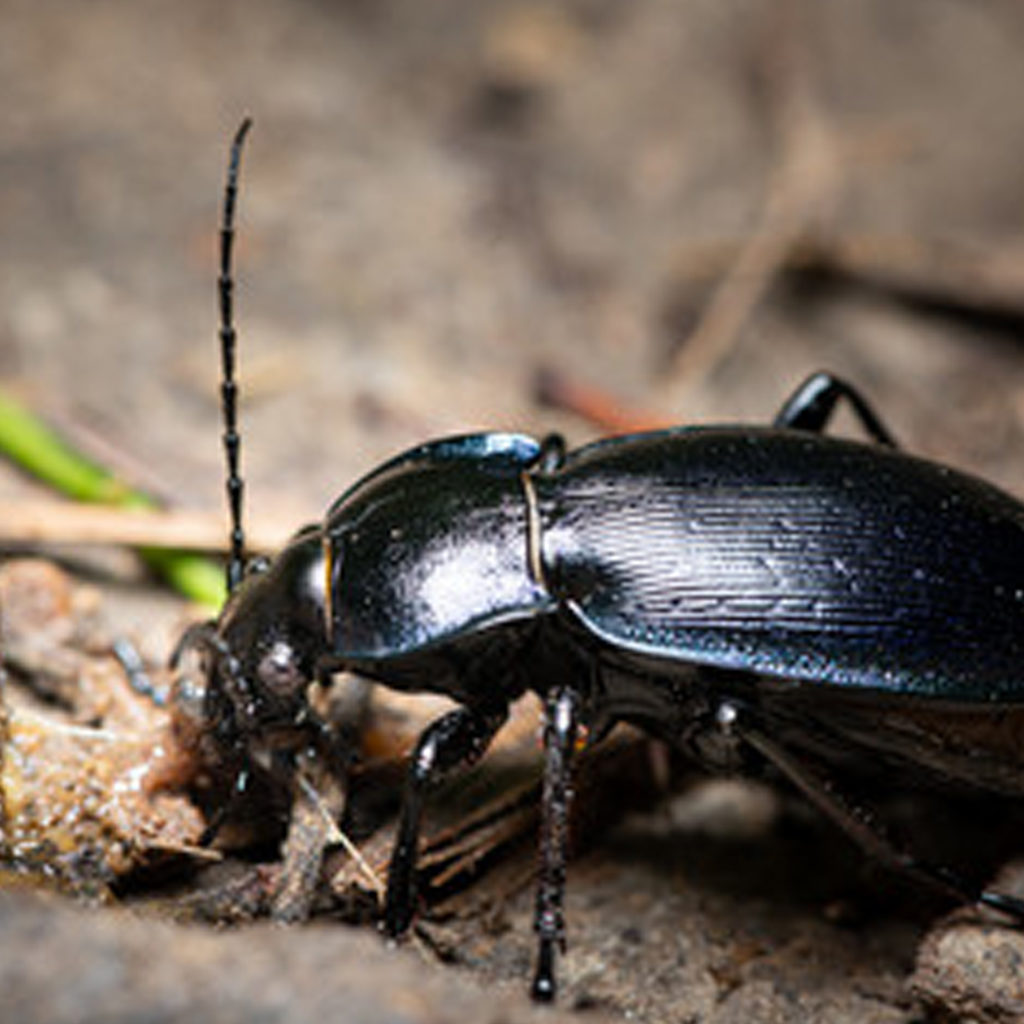 Weevil Exterminator – Rudy's Termite & Pest Control