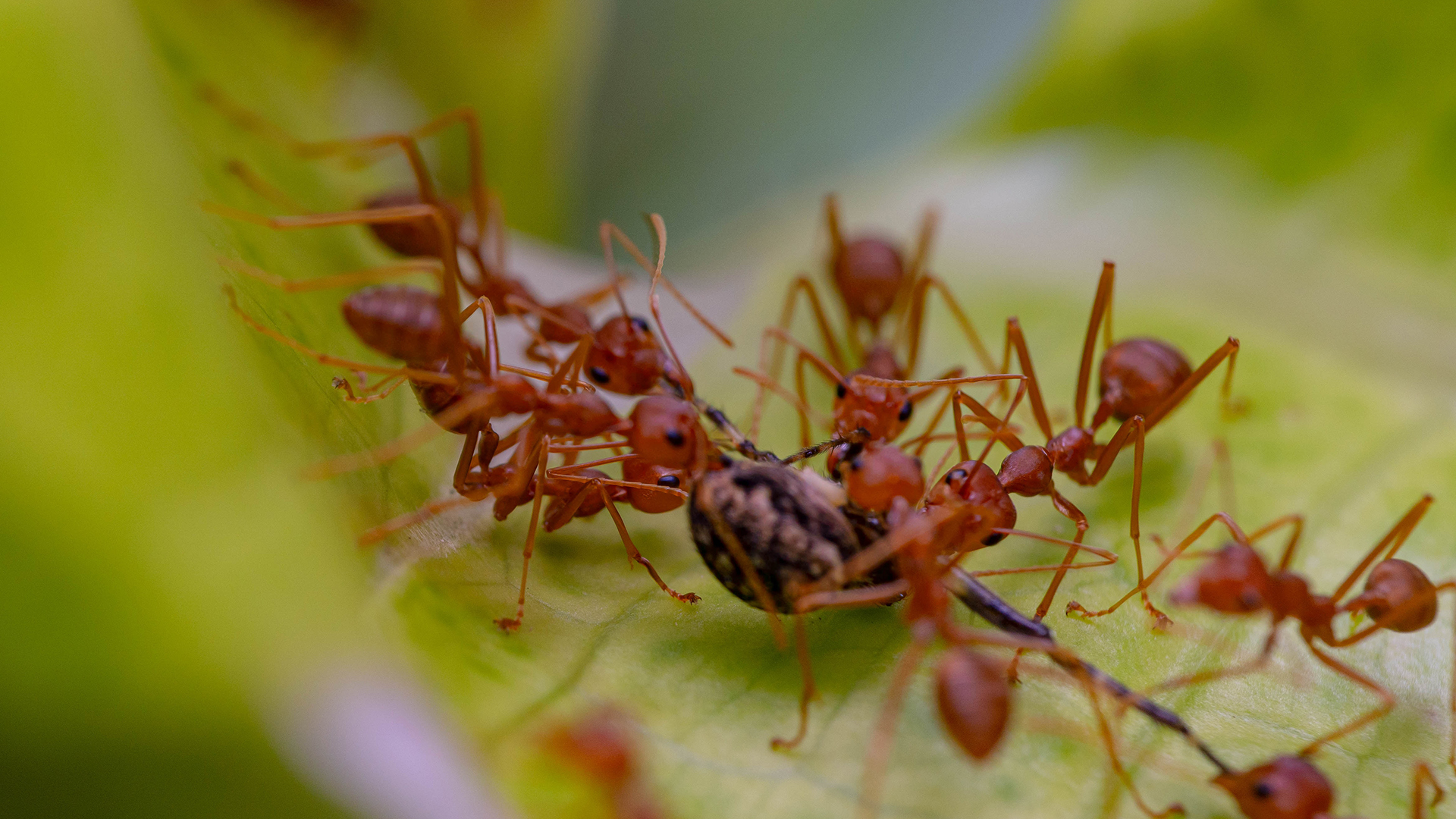 Fire ants fighting over food