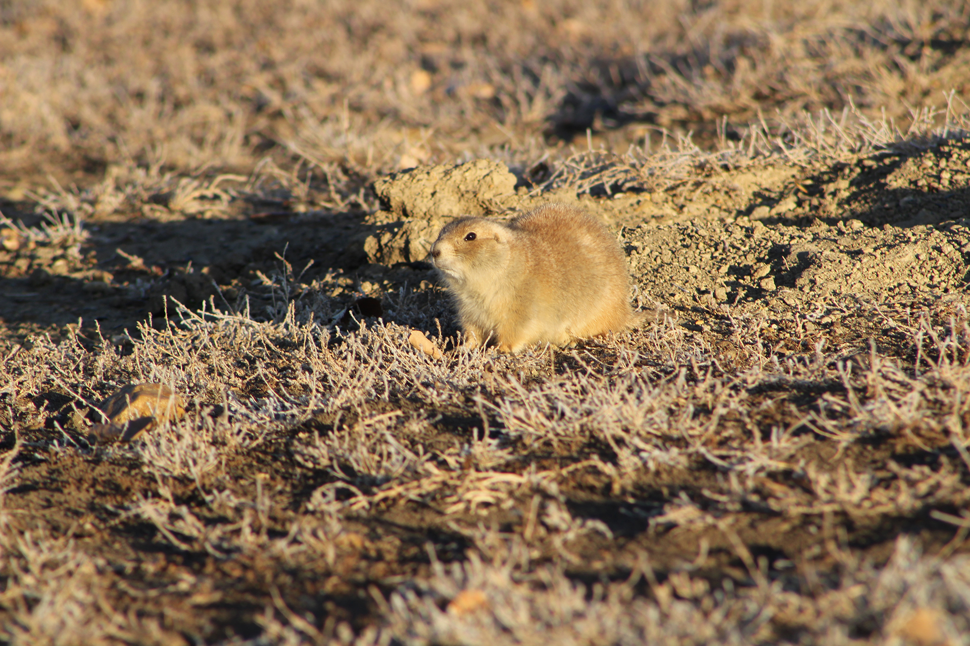 Gopher in the California desert