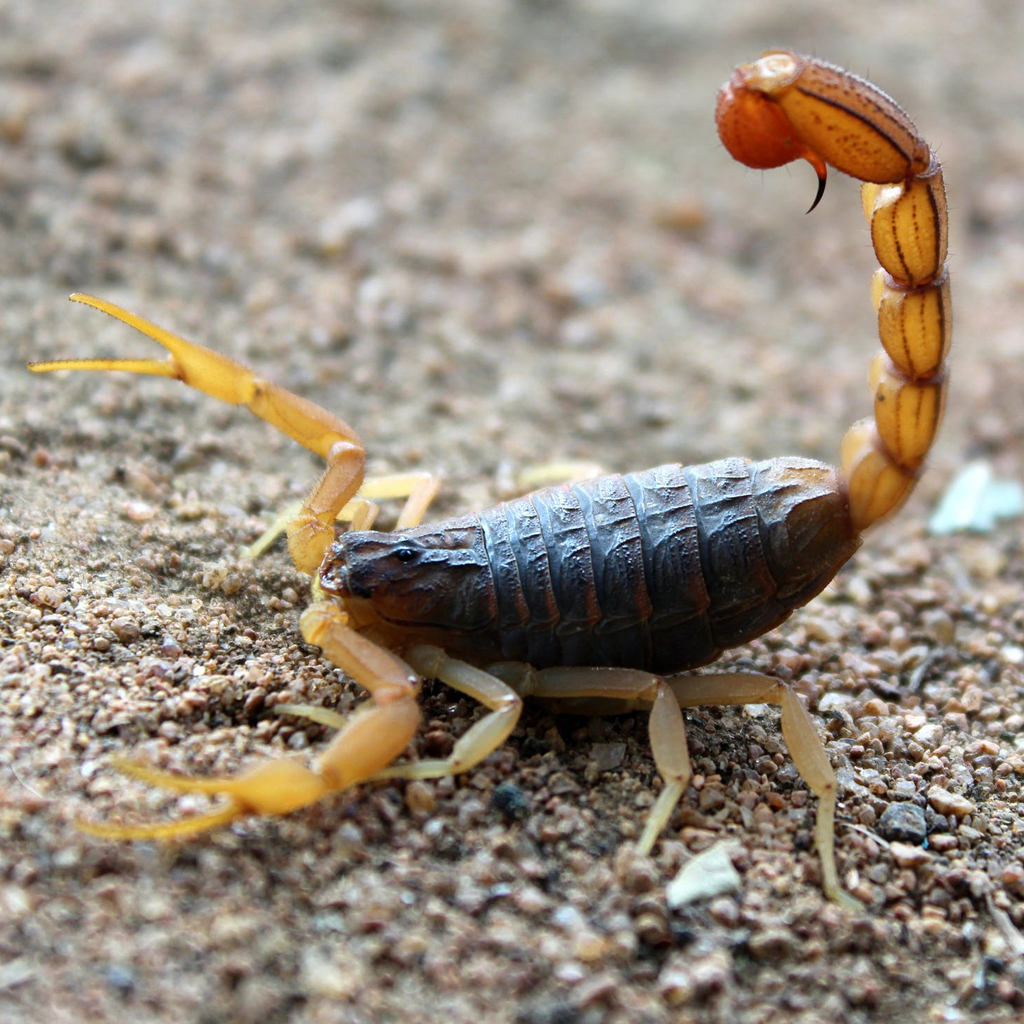 Scorpion-pest