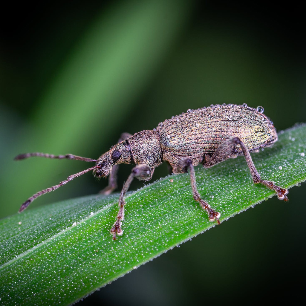 Weevil-pest