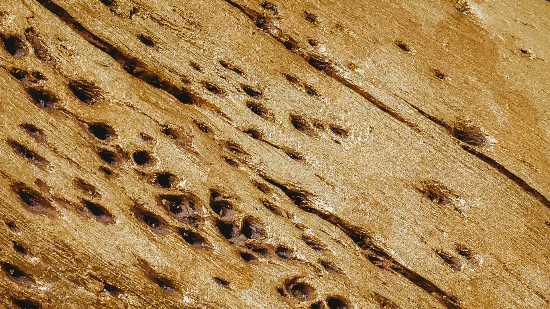 Termite holes in a piece of wood