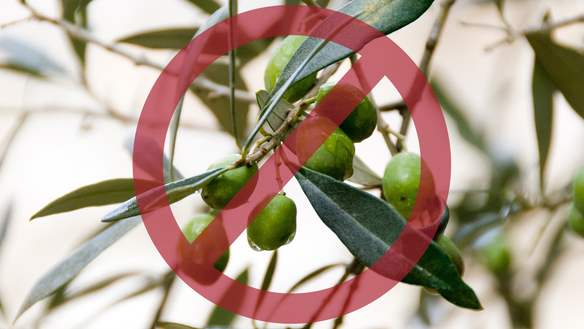 Olives on a tree with a red "no" symbol over it.