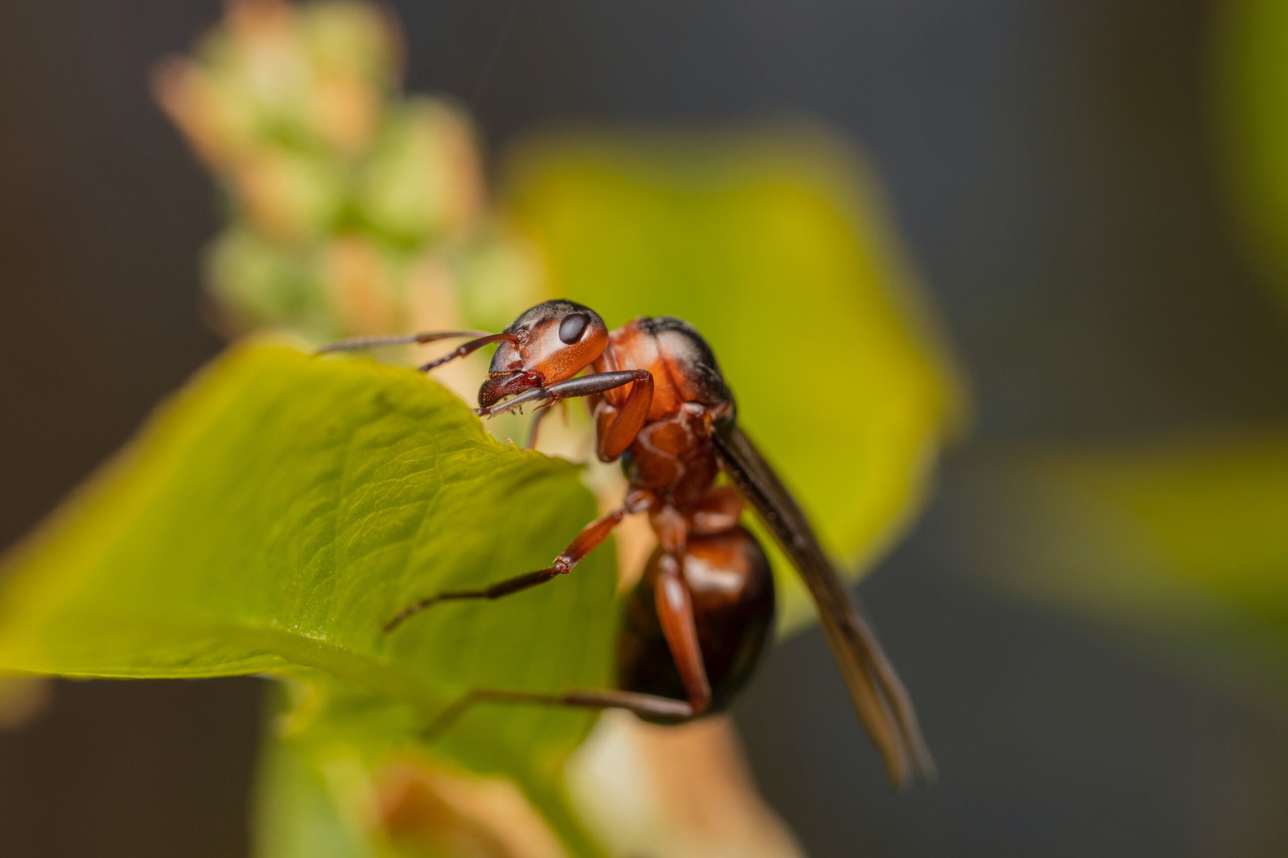 A winged ant rests on a leaf