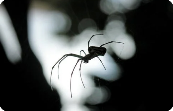 Spiders