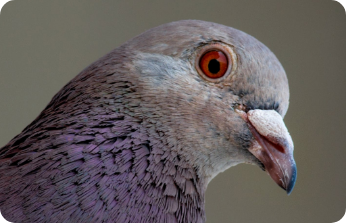 Pigeons