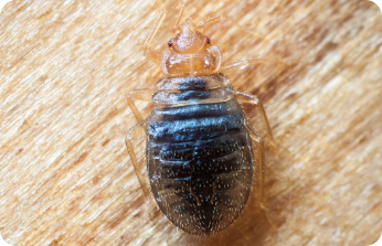 Bed Bugs