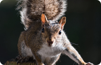 Squirrels