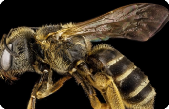 Wasps