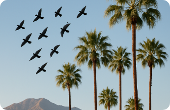 Birds