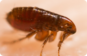 Fleas