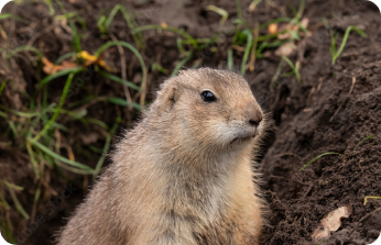 Gophers