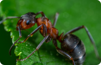 Ants
