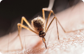 Mosquitoes