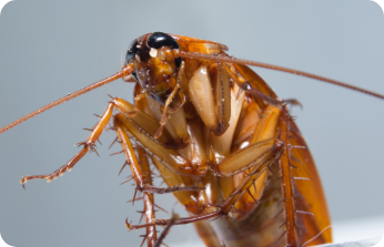 Roaches