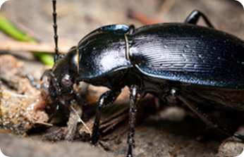 Beetles
