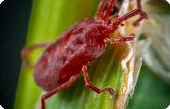 Mites