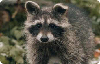 Raccoons