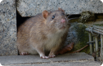 Rats
