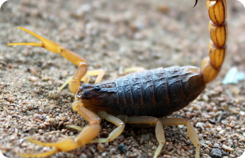 Scorpions