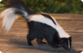 Skunks