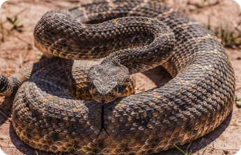Snakes