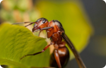 Termites