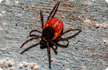Ticks