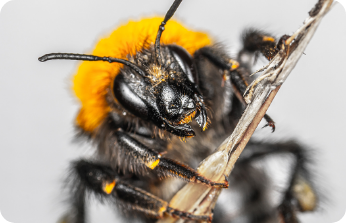 Bees