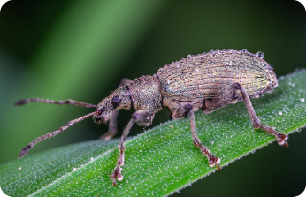 Weevils