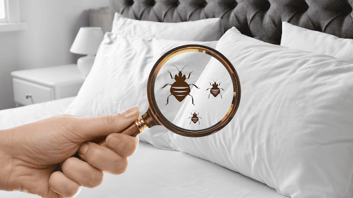 Bed Bugs