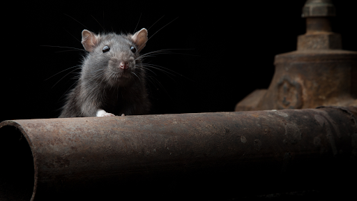 Rats in the Attic
