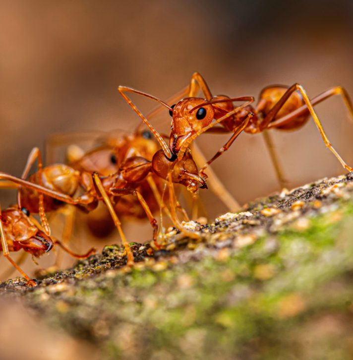 Fire ant on branch in nature green background, Life cycle