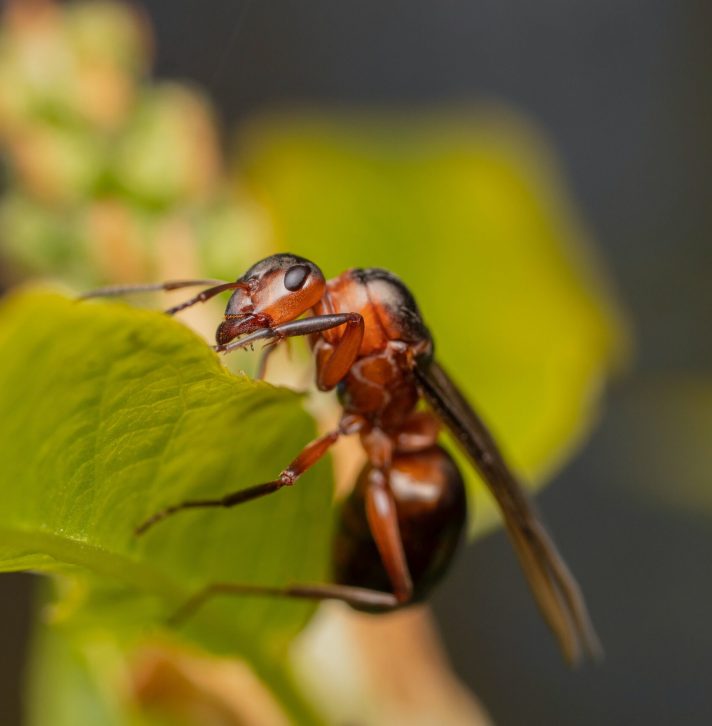 A winged ant rests on a leaf